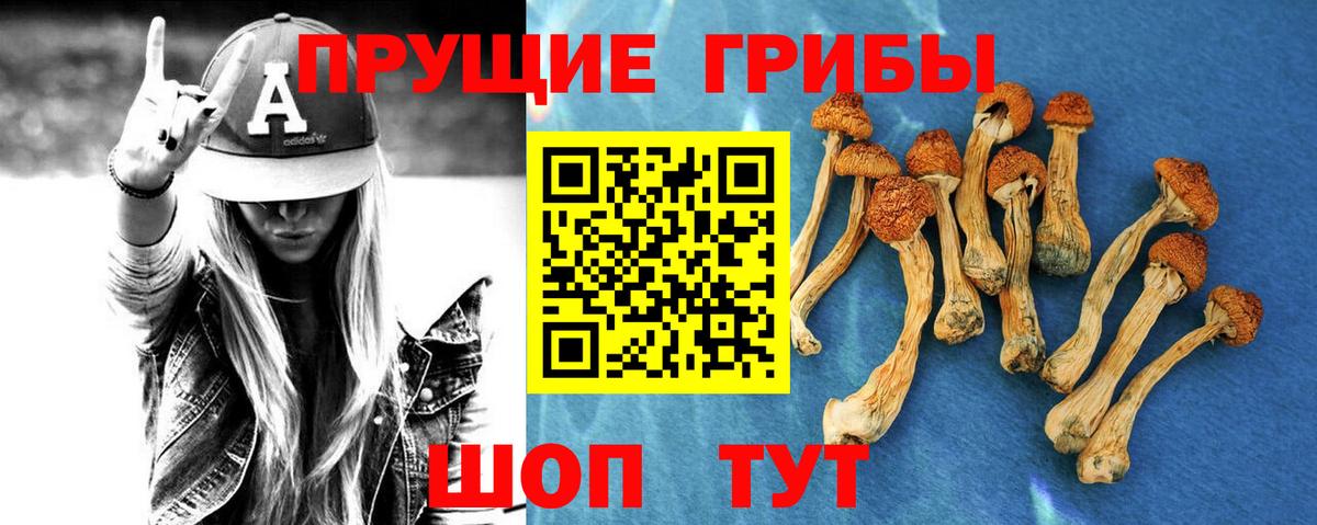 Курчатов  Галлюциногенные грибы прущие грибы  Вход с VPN 